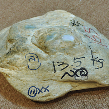 ���ë��RL1013